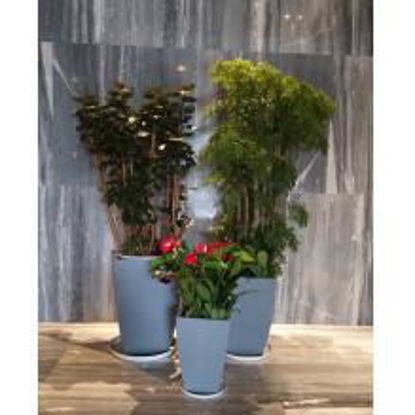 图片 绿植租售