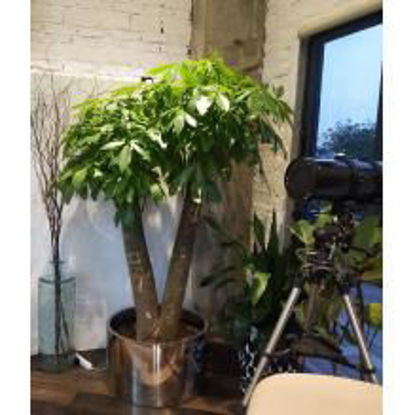 图片 绿植租售