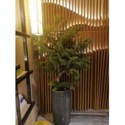 图片 新品绿植